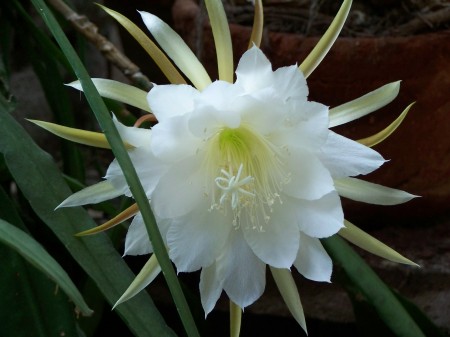 Epiphyllum