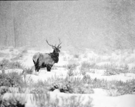 Elk at Jackson Hole