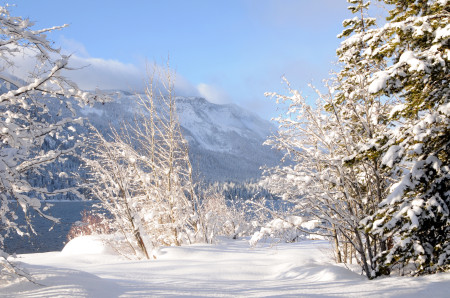 Snow Trees