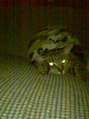 Combat Kitty doesn't need NVG's!