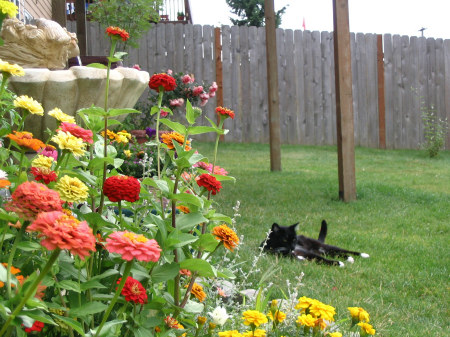 Garden Kitty...