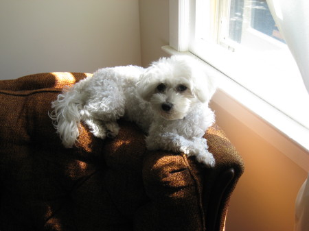 BINKY ( HAVANESE)