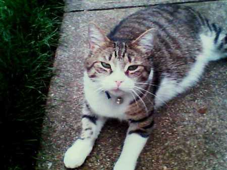 Rocky James Day...One of our 5 cats