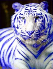 tiger in blue