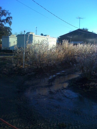 The blueberry field across the street