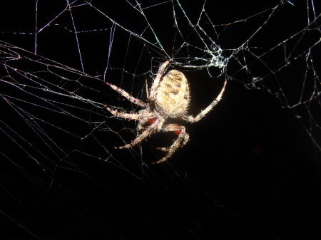 Awesome spider