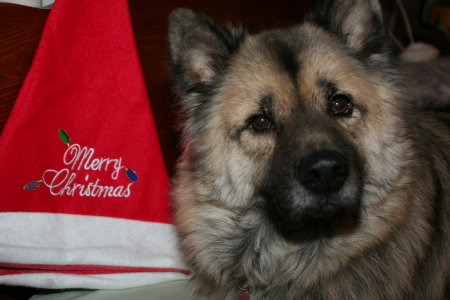 Tucker's 2008 Christmas Card photo