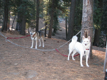 The girls camping in the Sequoias