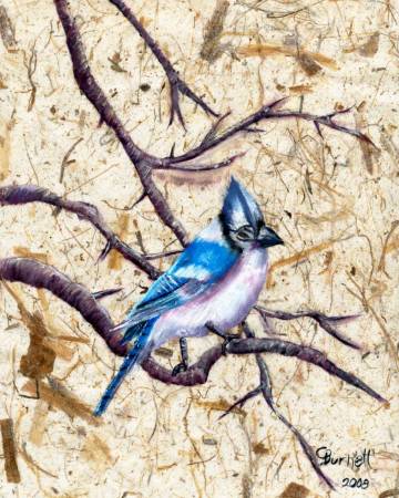 Winter BlueJay