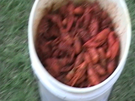 HOT CRAWFISH -1