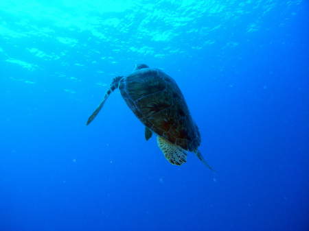 turtle swimming away