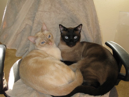 MY 2 CATS! SPIKE & SCOUT