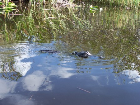 Croc In the Everglades