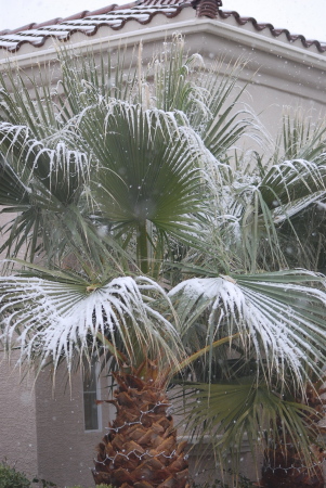 White palm