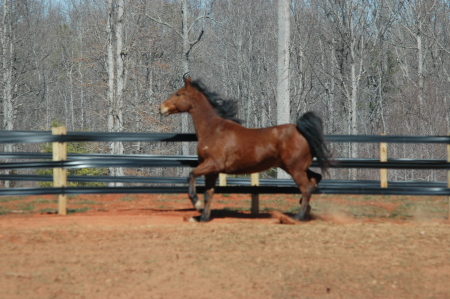 My Dressage Partner "Glory"