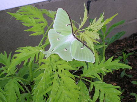 Luna Moth