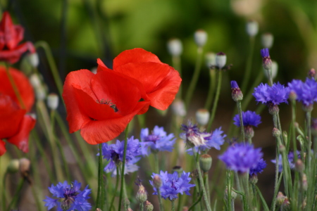 poppies