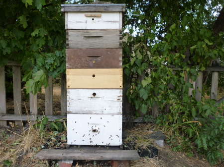 2010 Honey Bee Hive