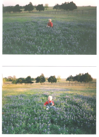 Fields of Bluebonnets for Easter 1996