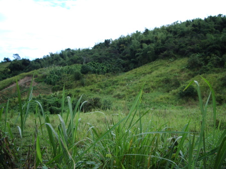 Landscape of our home in Jamaica