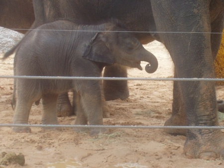 Baylor the Baby Elephant