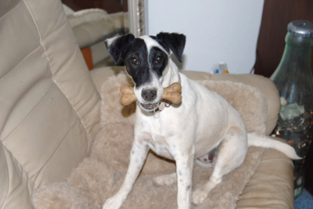 Tess, our fox terrier.