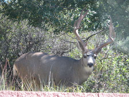 Muley at Valley of the Gods Co. Sept 06