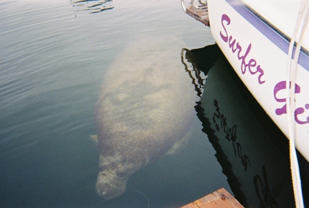 A manatee stops by our boat rental