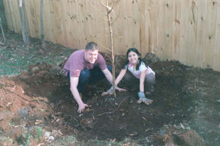 planting a pear tree