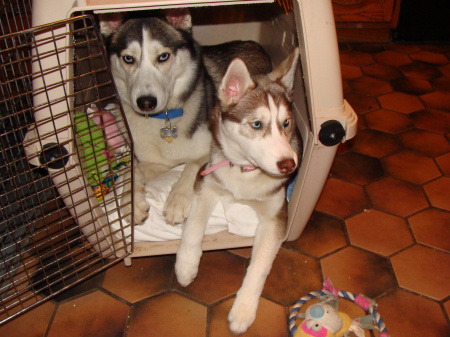 Our Siberian Huskies 19 & 5 months