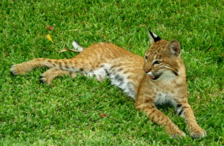 Backyard Wildlife Bobcat