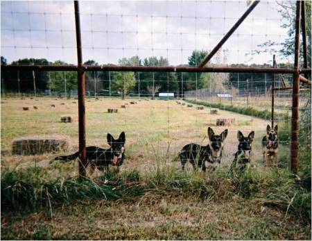 Guards at the Gate