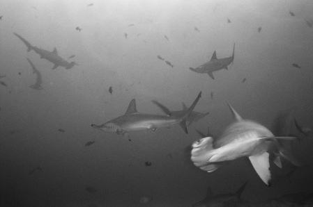 Schooling Hammerheads