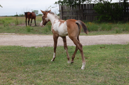 Leos Freckled Patty (APHA)