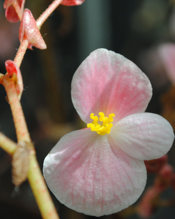 Pink Begonia bloom_0164