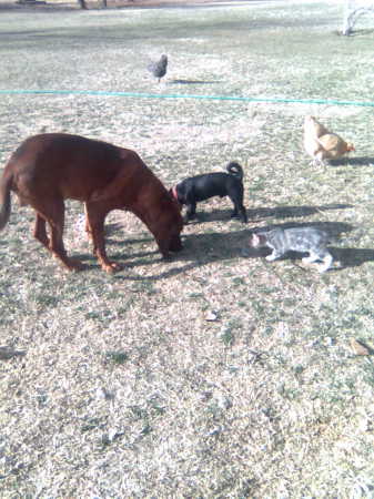 dogs, kitten and chickens