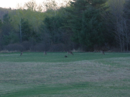 A few of my closest neighbors