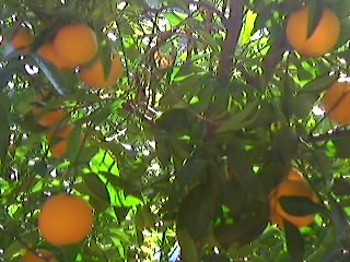 Oranges on Porch