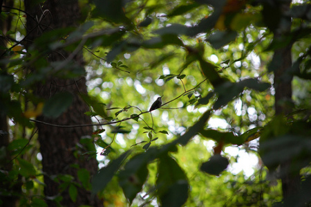 hummingbird