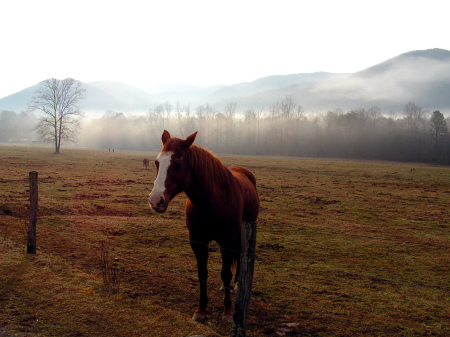 Horse in meadow