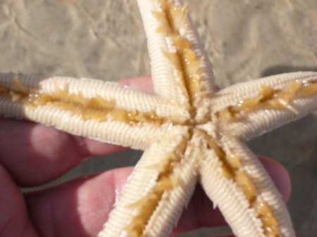 Found a Starfish