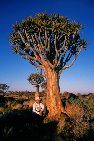 Namibia - Kokerboom Forest