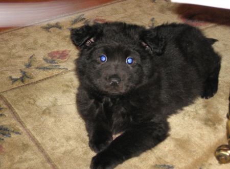 puppy Boo (Dec 2006)