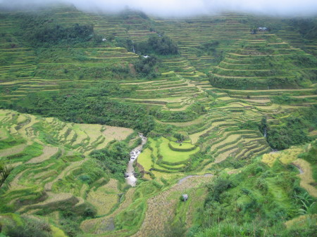 Rice  Terraces