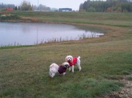 Corny and Wiggs run at the pond