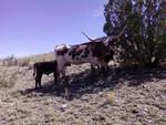 Clover and calves