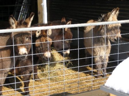 Our miniature donkeys