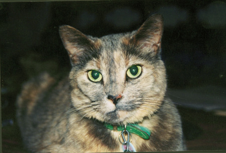 Callie (1996-2003)