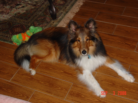 Prince my Sheltie