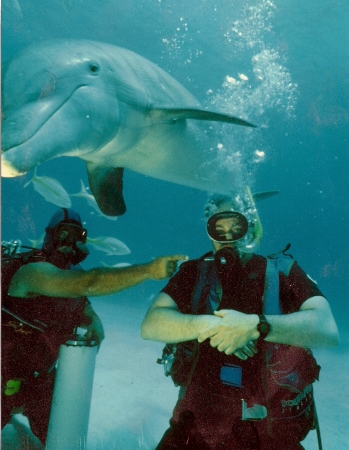 Diving with the dolphins